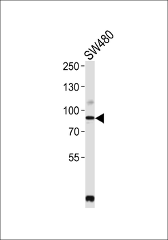 PCSK9 Antibody (N-term)