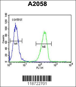 GSN Antibody (C-term)