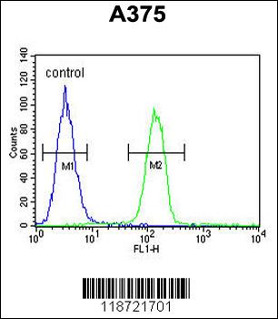 GSN Antibody (N-term)