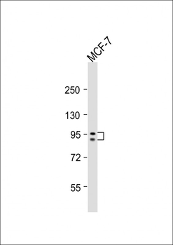 GSN Antibody (N-term)