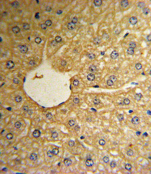 MSRA Antibody (N-term)