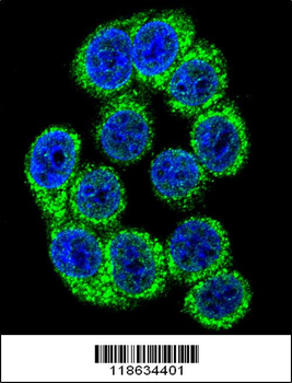 HYOU1 Antibody (Center)