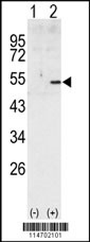 CCNA2 Antibody (C-term)
