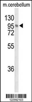 LINGO1 Antibody (N-term)
