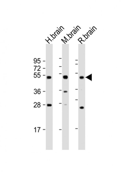 NPTX1-Y344 Antibody