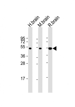 NPTX1-Y344 Antibody