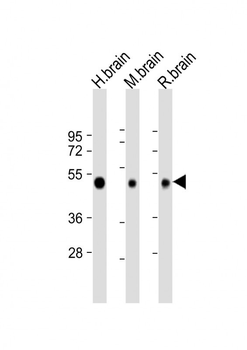NPTX1-Y344 Antibody