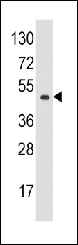 EIF4A1 Antibody (N-term)
