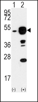 EIF4A1 Antibody (N-term)