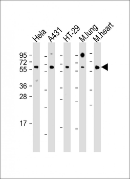 CDC25B Antibody (Center)