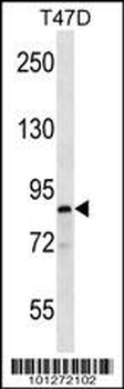 MARK Antibody (C-term)