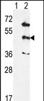MAPK12 Antibody (Center)