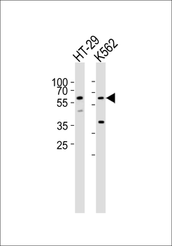 RIPK3 Antibody (Center)