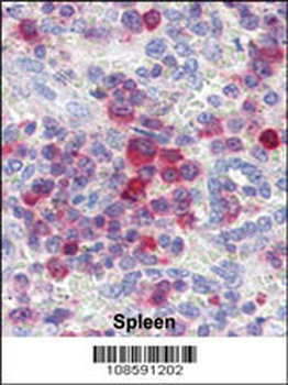 PIM3 Antibody (C-term)