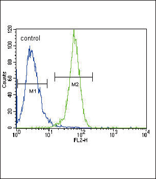 PGK1 Antibody (Center)