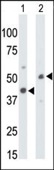 CKMT1 Antibody (N-term)