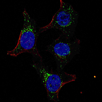 PDK4 Antibody (C-term)