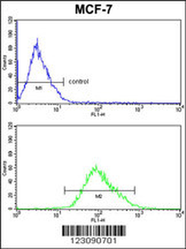PDK3 Antibody