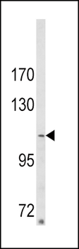 ARGBP2 Antibody (N-term)