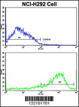 IFNGR2 Antibody (C-term)