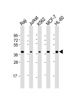 SELL Antibody (C-term)