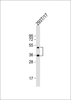 LAG3 Antibody (Center)