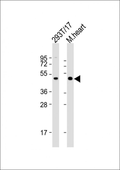 LAG3 Antibody (Center)