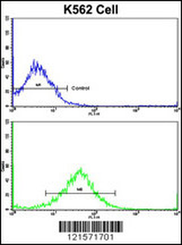 FPGS Antibody (Center)