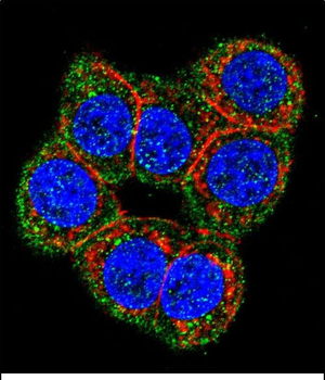 CBS Antibody (N-term)