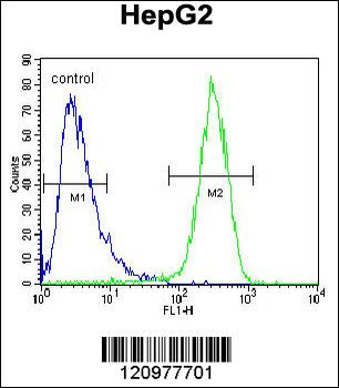 HEXA Antibody (N-term)