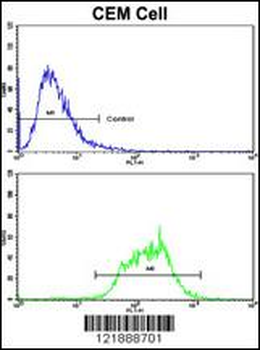 ND5 Antibody (C-term)