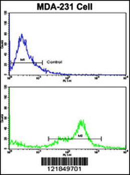 C6 Antibody (N-term)