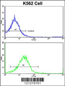UNC5C Antibody (Center)