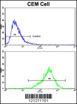 TGM4 Antibody (Center)