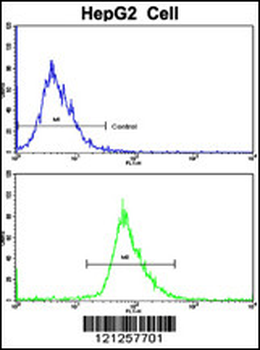 RPS15 Antibody (N-term)
