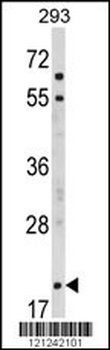 MOBP Antibody (N-term)