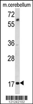 MOBP Antibody (N-term)
