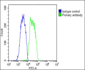 COMP Antibody (Center)