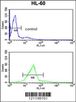 CBFB Antibody (Center)