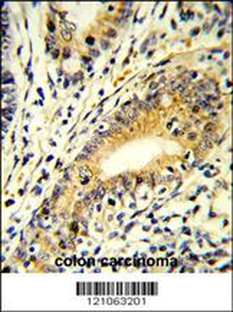 FAM3B Antibody (N-term)