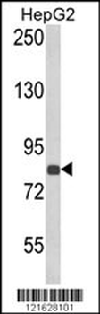 ECE1 Antibody (Center)