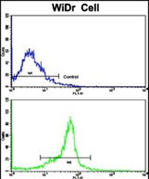 PTP4A2 Antibody (Center)