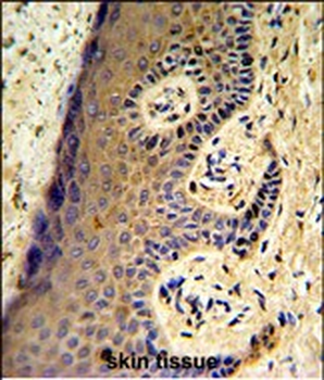 MAFF Antibody (Center)