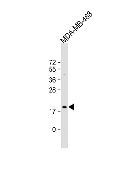 MAFF Antibody (Center)