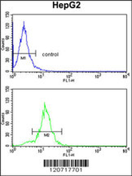 SLC38A3 Antibody (Center)