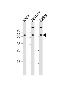 Hsp 60 Antibody (N-term)