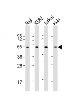 Hsp 60 Antibody (N-term)