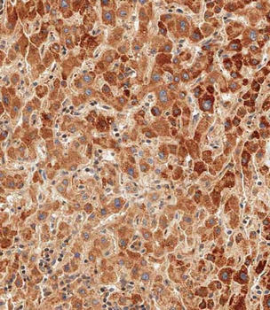 Glucagon Antibody (C-term)