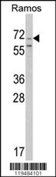 Chromogranin-C Antibody (Center)