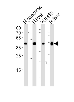 HMGCS2 Antibody (C-term)